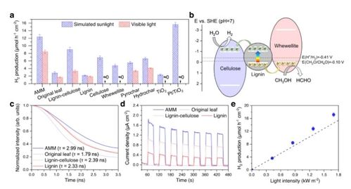將枯葉轉化為活性多功能材料 蒸發器、光催化劑和生物塑料的創新應用
